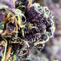Dr. Wonderstone Tropical Cookies THCa flower featuring dense deep purple buds with bright orange pistils and trichomes