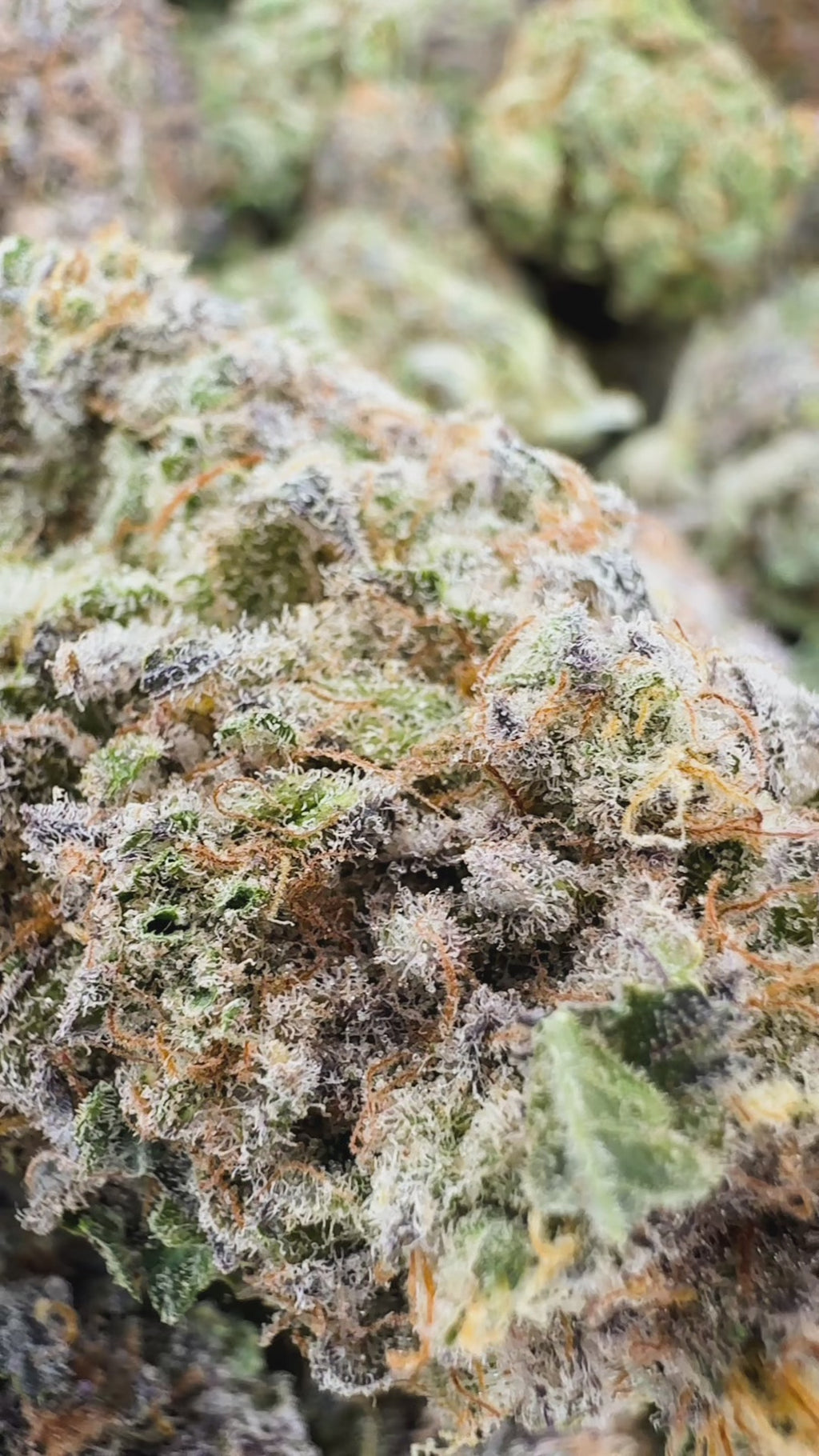 Blueberry Muffin Exotic THCa Flower