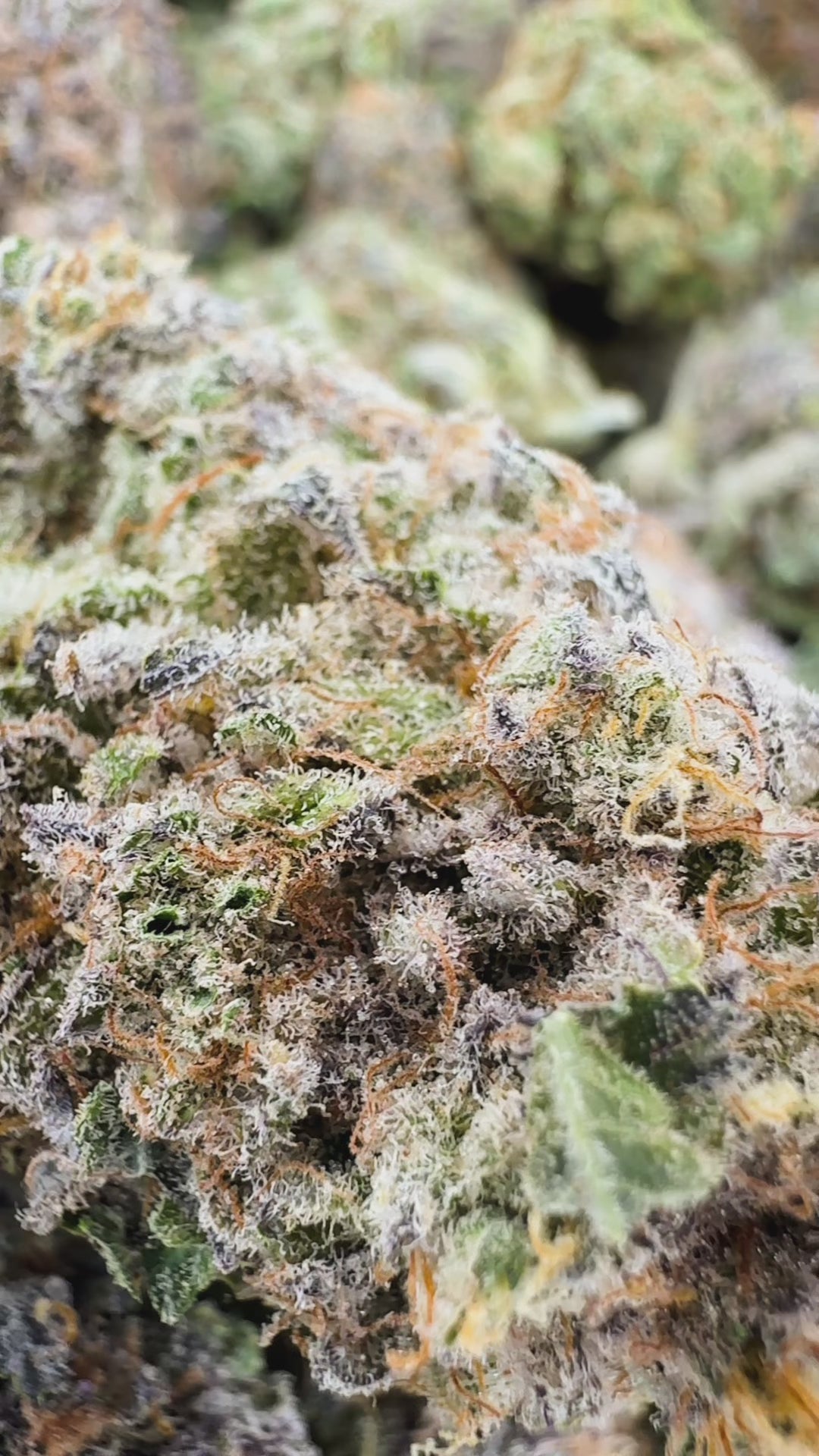 Blueberry Muffin Exotic THCa Flower